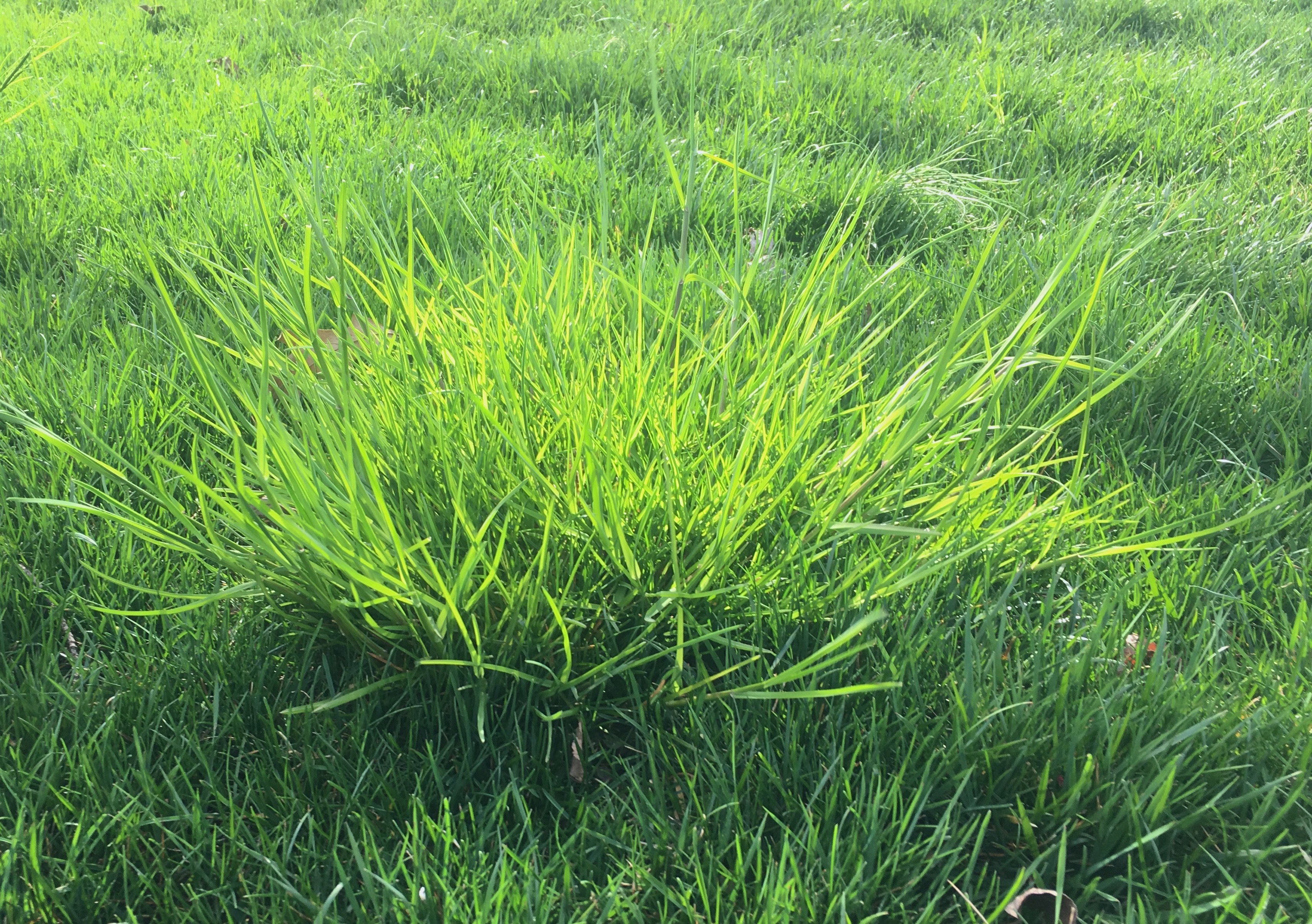 Roughstalk Bluegrass Natural Green Lawn And Pest
